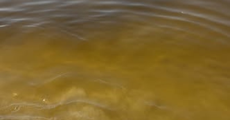 IL CASO - QUANDO IL MARE SI TINGE DI GIALLO