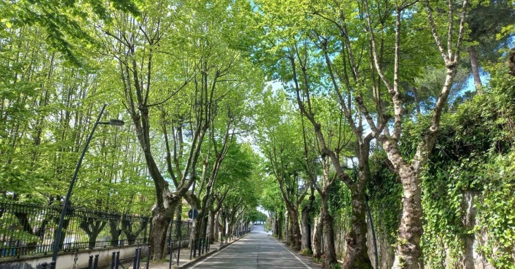 ANAGNI AMBIENTE - MILLE ALBERI PER LA RIFORESTAZIONE URBANA