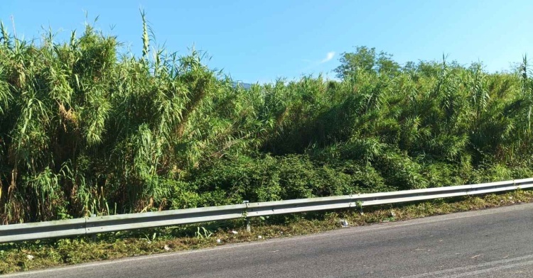 SUPERSTRADA - INIZIATO IL DISBOSCAMENTO A CASTELLIRI