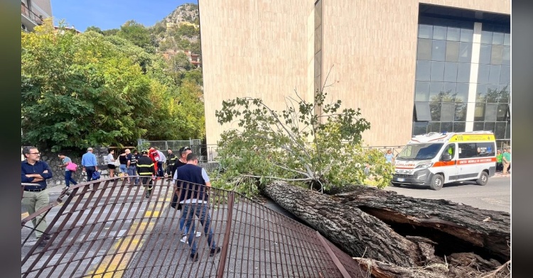 UNIVERSITA' - MANUTENZIONE E CONTROLLO DELLE ALBERATURE