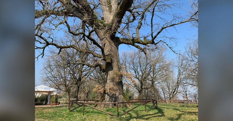 CIOCIARIA AMBIENTE - ECCO TUTTI GLI ALBERI MONUMENTALI