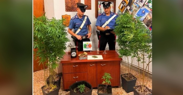 DROGA - SCOPERTA SERRA CLANDESTINA