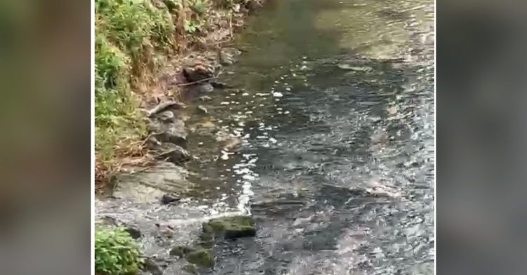 CASSINO AMBIENTE - SCHIUMA BIANCA NEL FIUME RAPIDO